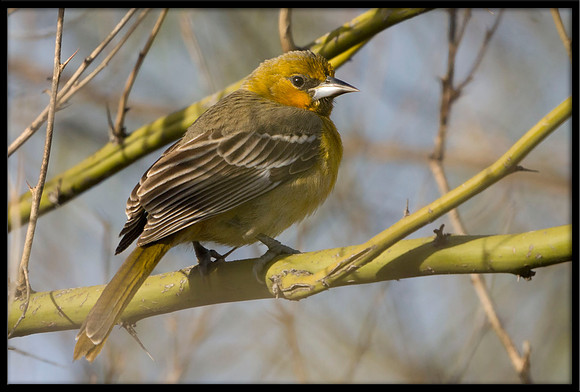 Streak-backed Oriole (f)