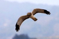Northern Harrier