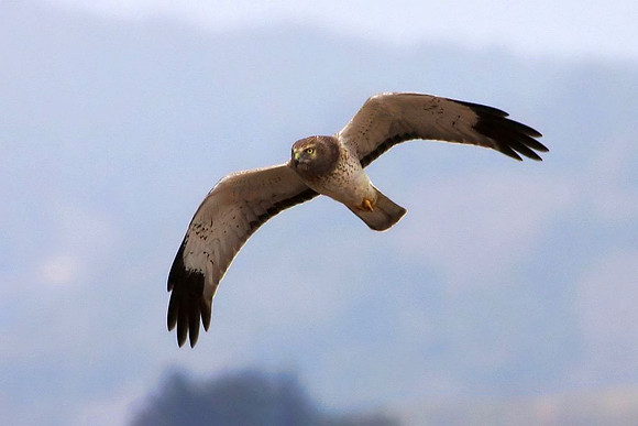 Northern Harrier