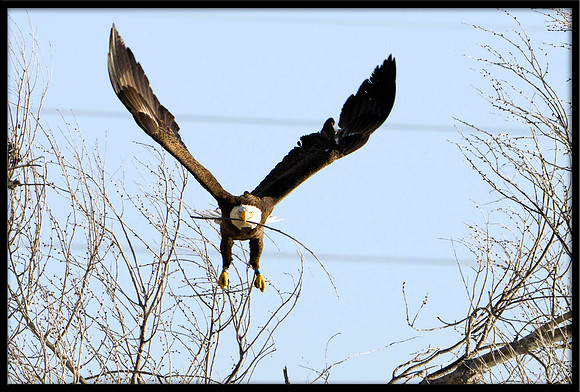 Bald Eagle with nesting material