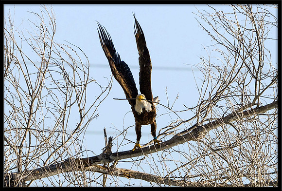 Bald Eagle with nesting material