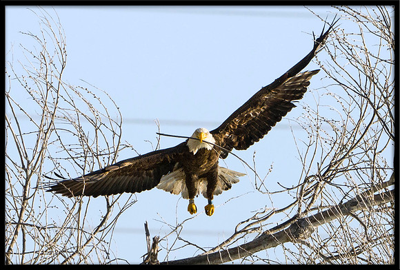 Bald Eagle with nesting material