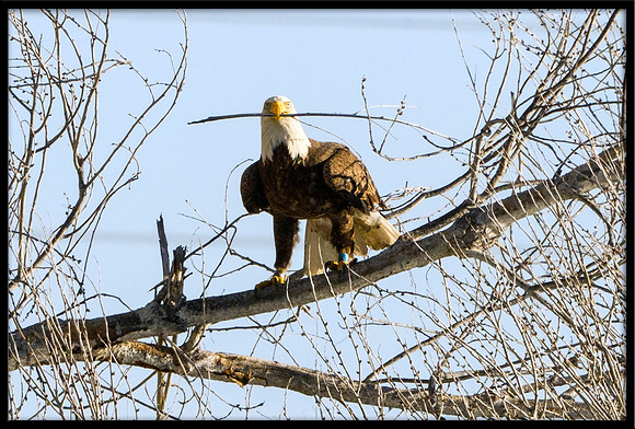 Bald Eagle with nesting material