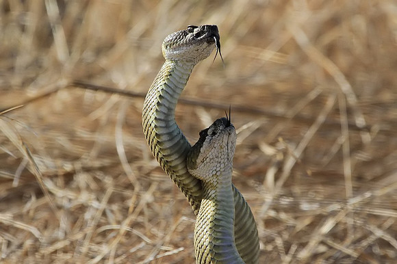 Rattlesnakes mating