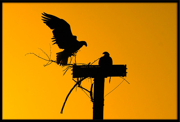 Bald Eagles working on nest at sunrise