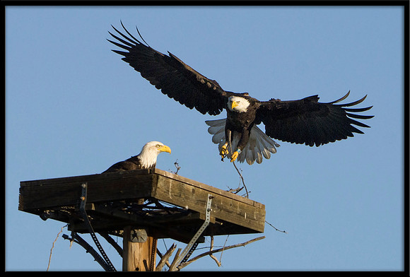 Bald Eagle with nesting material