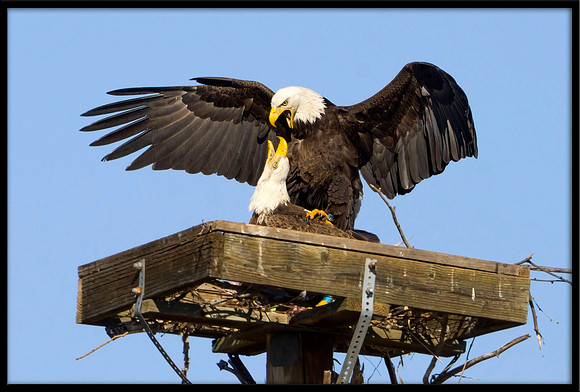 Bald Eagles mating