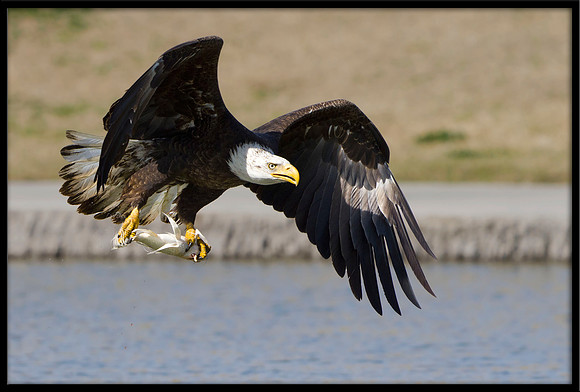 Bald Eagle