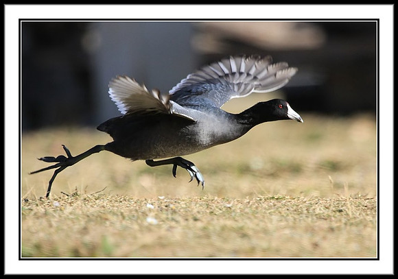 Coot