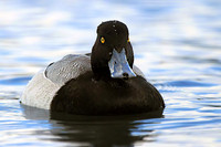 Lesser Scaup