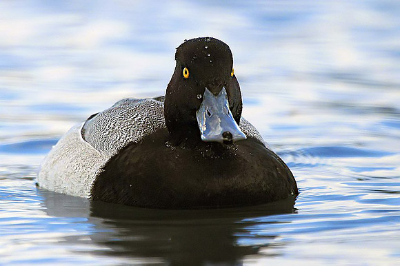 Lesser Scaup