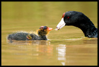 Coot chick with parent