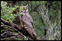 Long-eared Owl