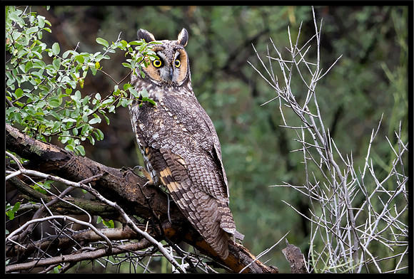 Long-eared Owl