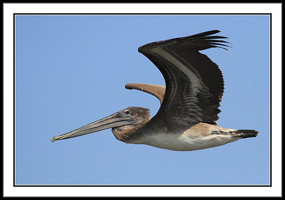 Brown Pelican