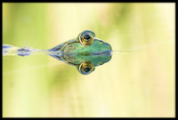 Bullfrog