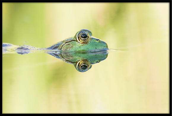 Bullfrog