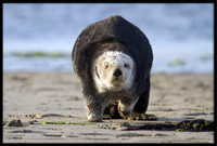 Sea Otters