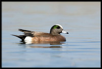 American Wigeon