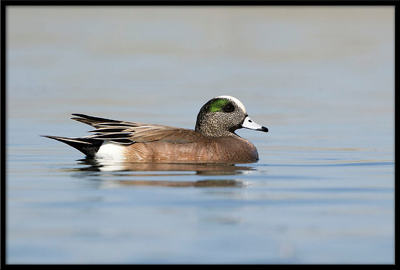 American Wigeon