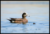 American Wigeon