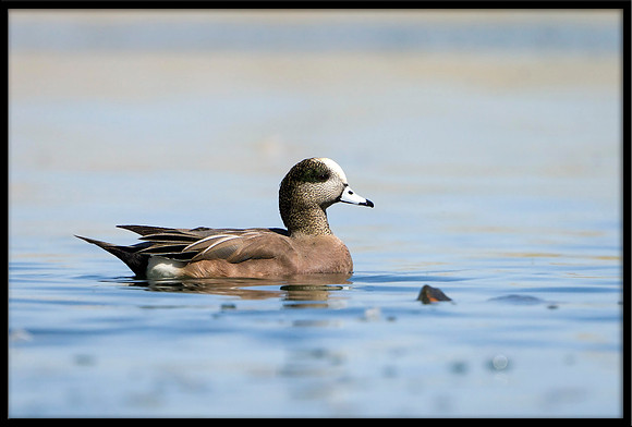 American Wigeon
