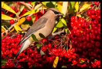 Cedar Waxwing