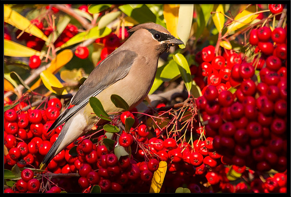 Cedar Waxwing