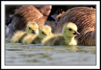 Goslings