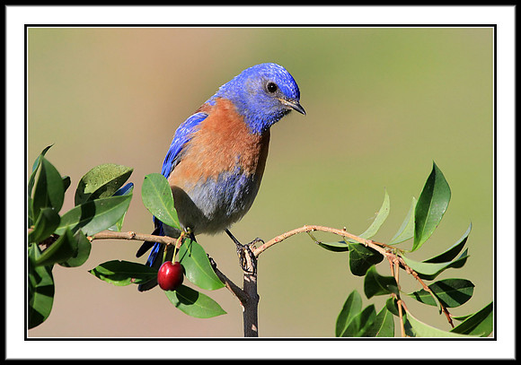 Western Bluebird