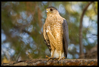 Cooper's Hawk