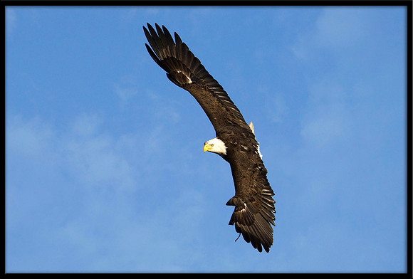 Bald Eagle