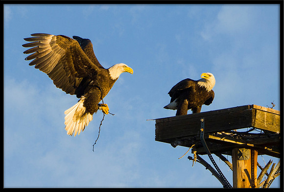 Bald Eagle with nesting material