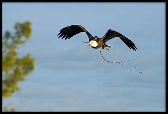 Bald Eagle with nesting material
