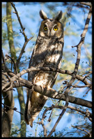 Long-eared Owl