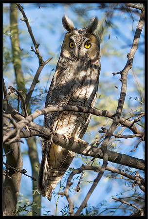 Long-eared Owl