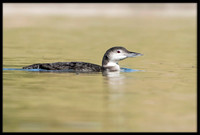 Common Loon