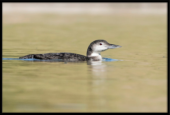 Common Loon