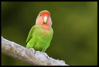 Lovebirds