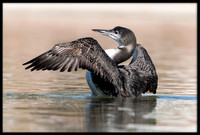 Common Loon
