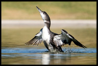 Common Loon