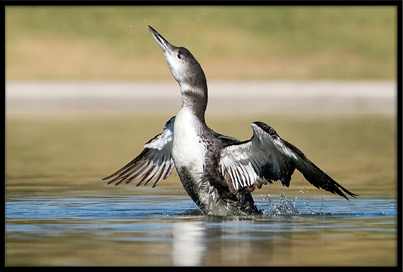 Common Loon