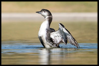 Common Loon