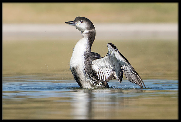 Common Loon
