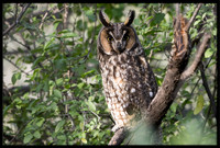 Long-eared Owl