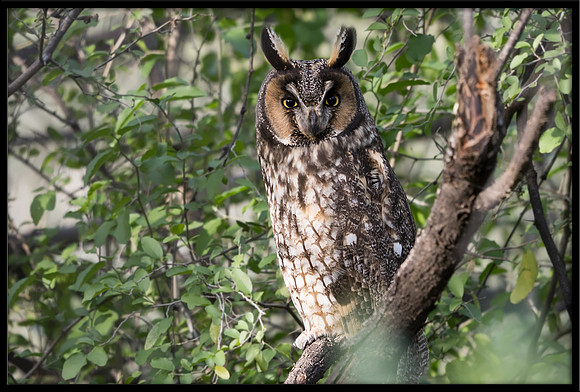 Long-eared Owl