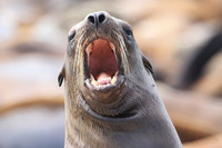 Sea Lion yawning