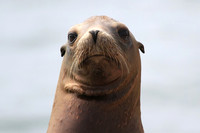 Sea Lion