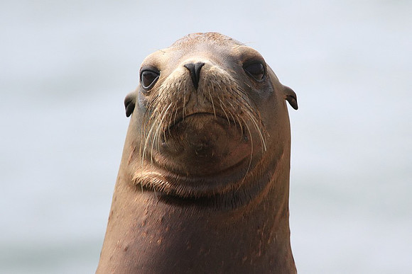 Sea Lion