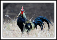 Red Junglefowl (male)